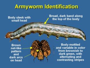 Armyworm (1)